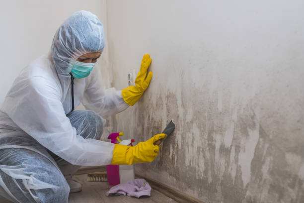 Attic Mold Removal in Alton, TX