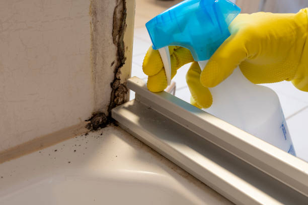 Best Crawl Space Mold Removal  in Alton, TX