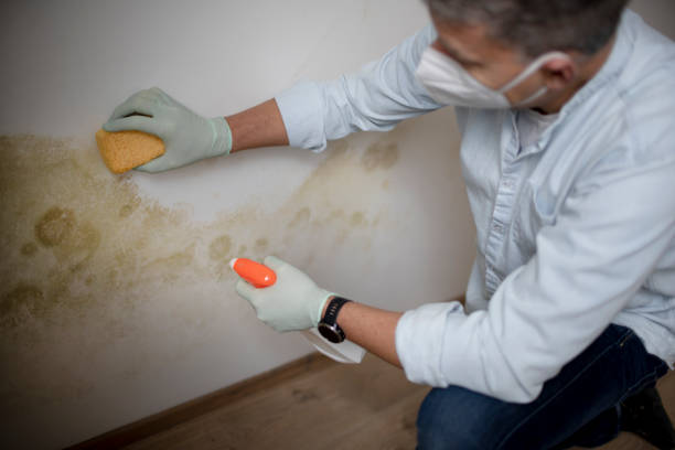 Mold Removal and Inspection in Alton, TX