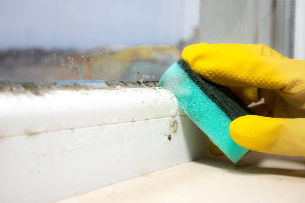 Best Crawl Space Mold Removal  in Alton, TX