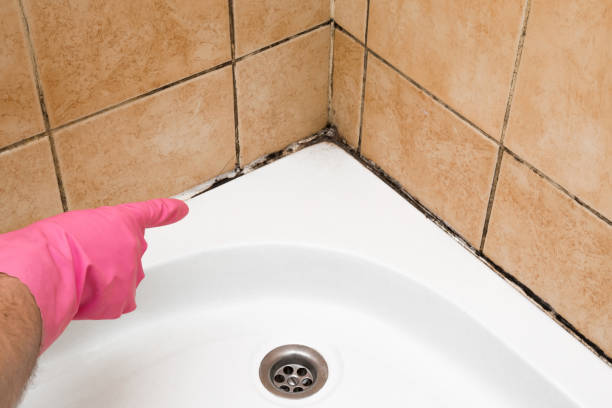 Best Mold Inspection  in Alton, TX